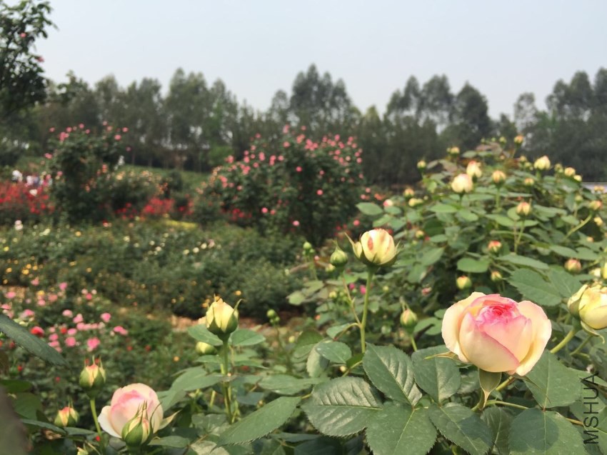 ΢��ͼƬ_20170423141441 - ����.jpg