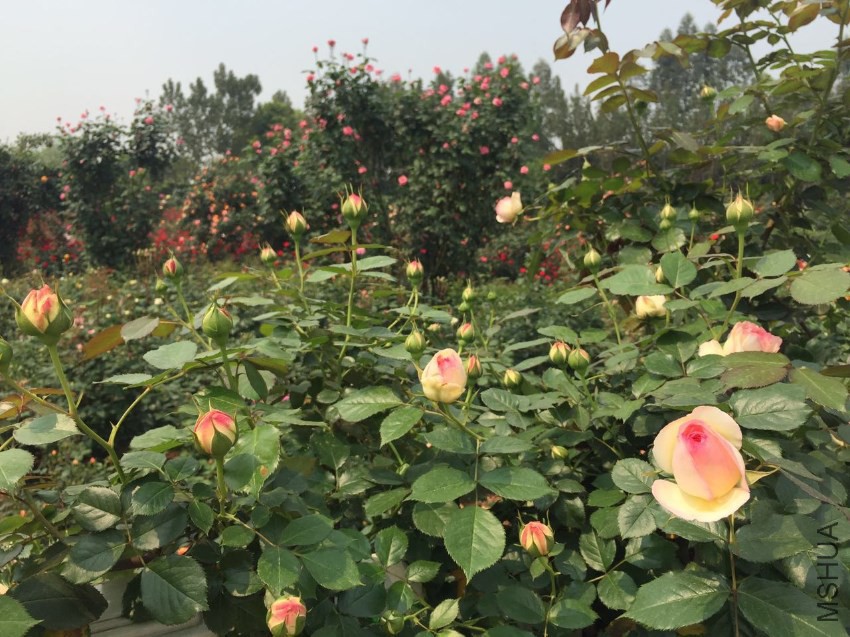 ΢��ͼƬ_20170423141437 - ���� - ����.jpg