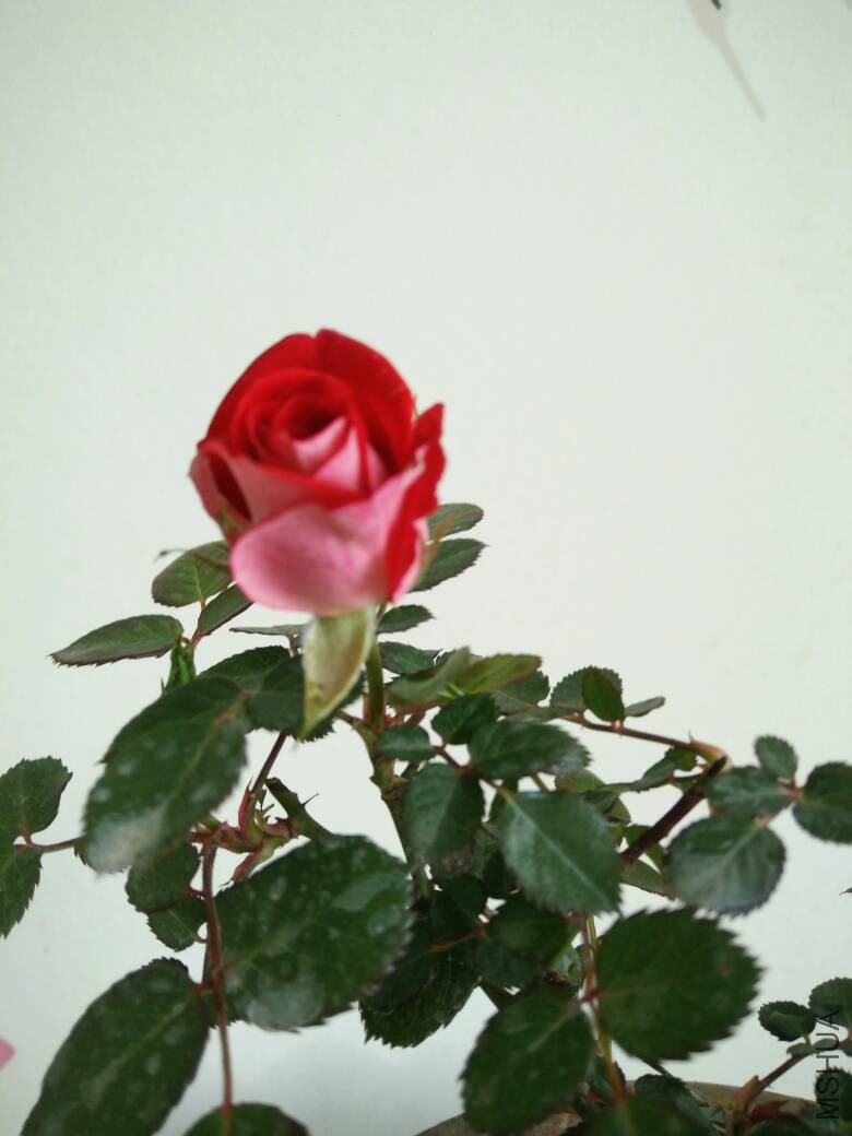 170059sgzuwxc99wxxwdwz.jpg