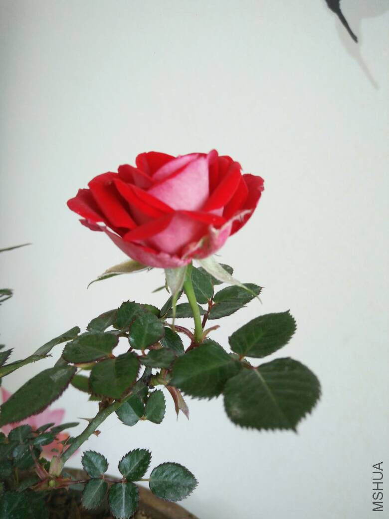170101svcsmmfjv2u72syf.jpg