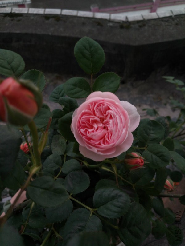 IMG_20170423_192254 (1).jpg