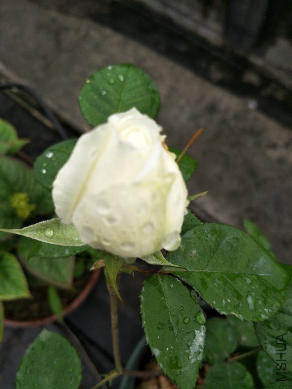 IMG20170421103807.jpg