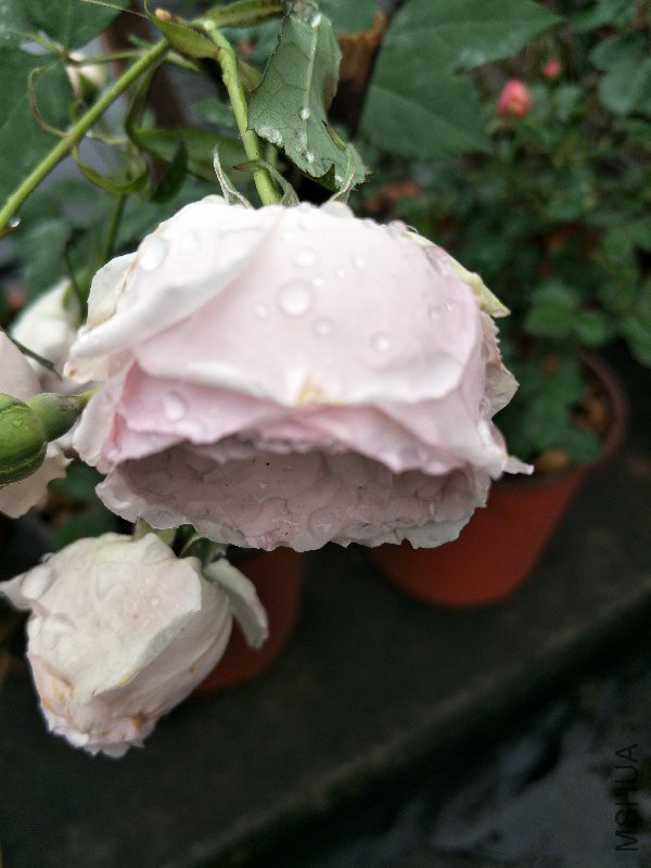 IMG20170421103657.jpg