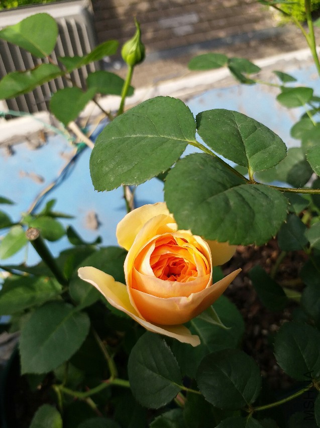 20170418_111147.jpg