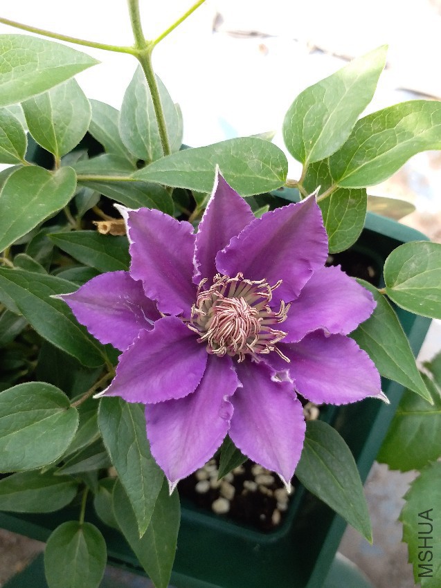 20170421_073254.jpg