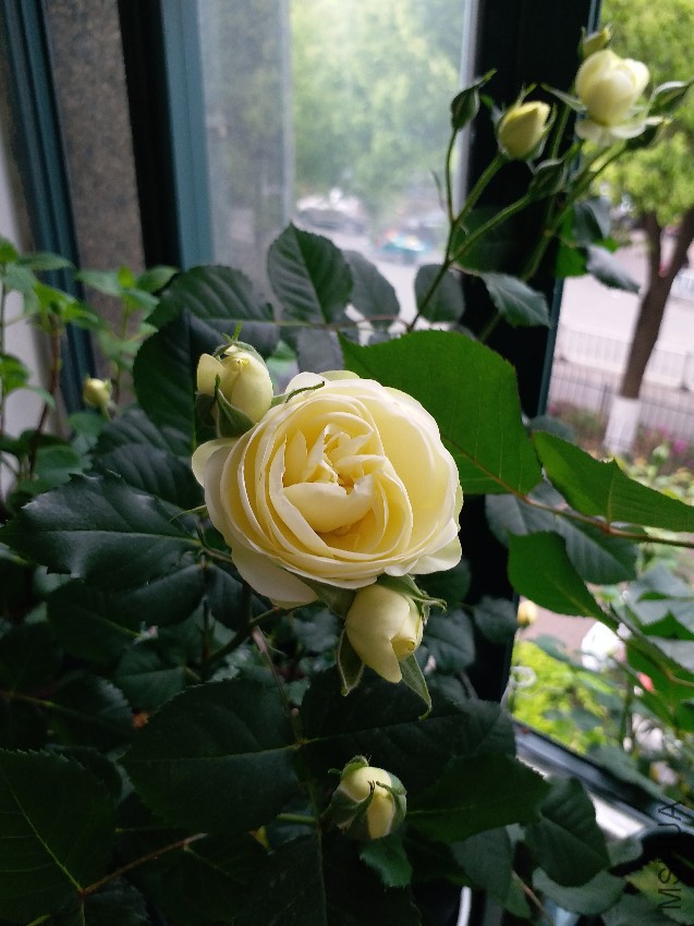 20170421_074036.jpg