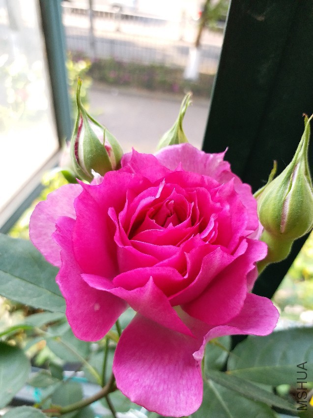 20170423_073109.jpg