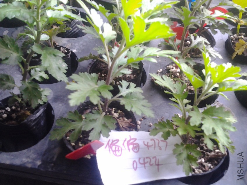 20170424_074235.jpg