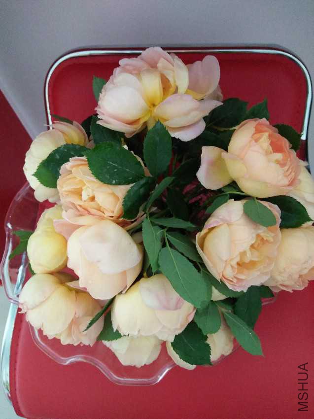 IMG20170423142937.jpg
