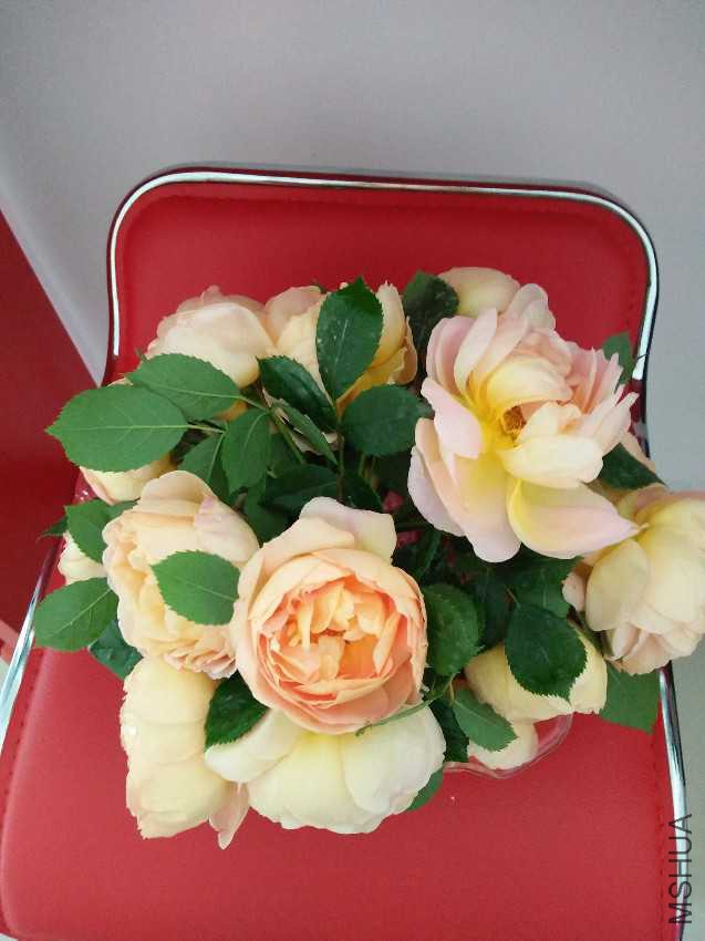 IMG20170423142931.jpg