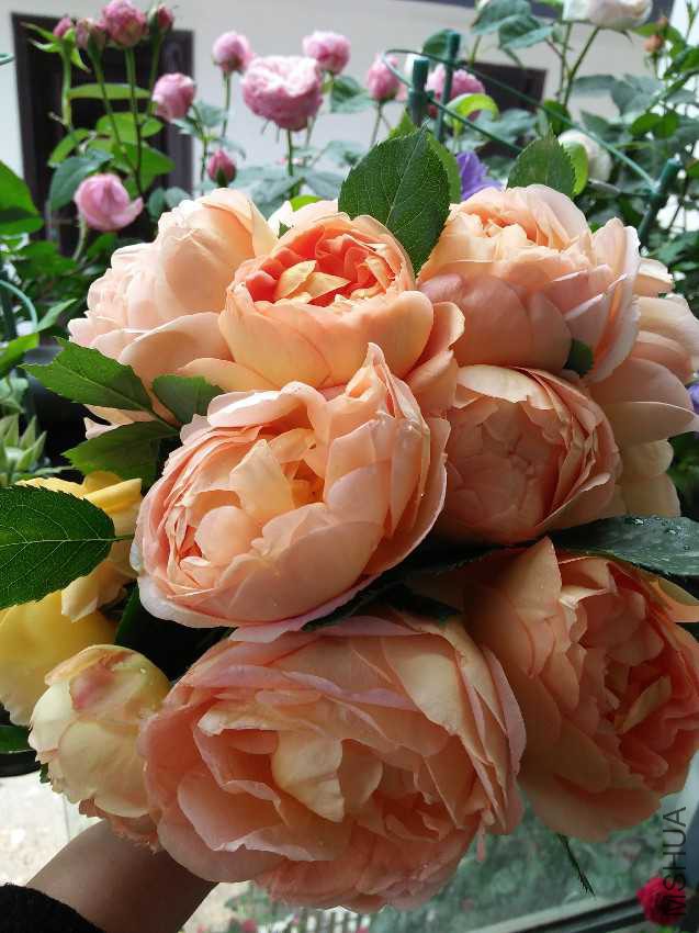 IMG20170423141856.jpg