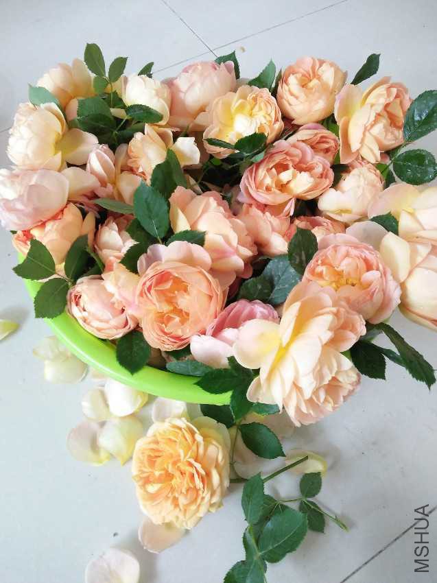 IMG20170423121540.jpg