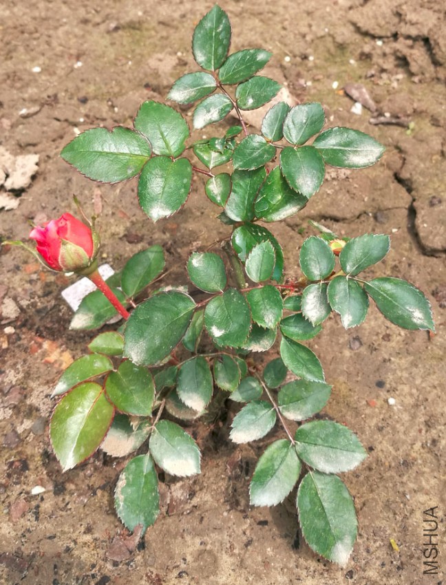 ����20170424-1.jpg