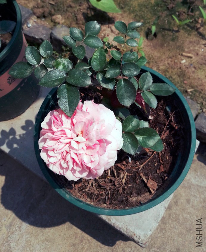 ����20170424-3.jpg