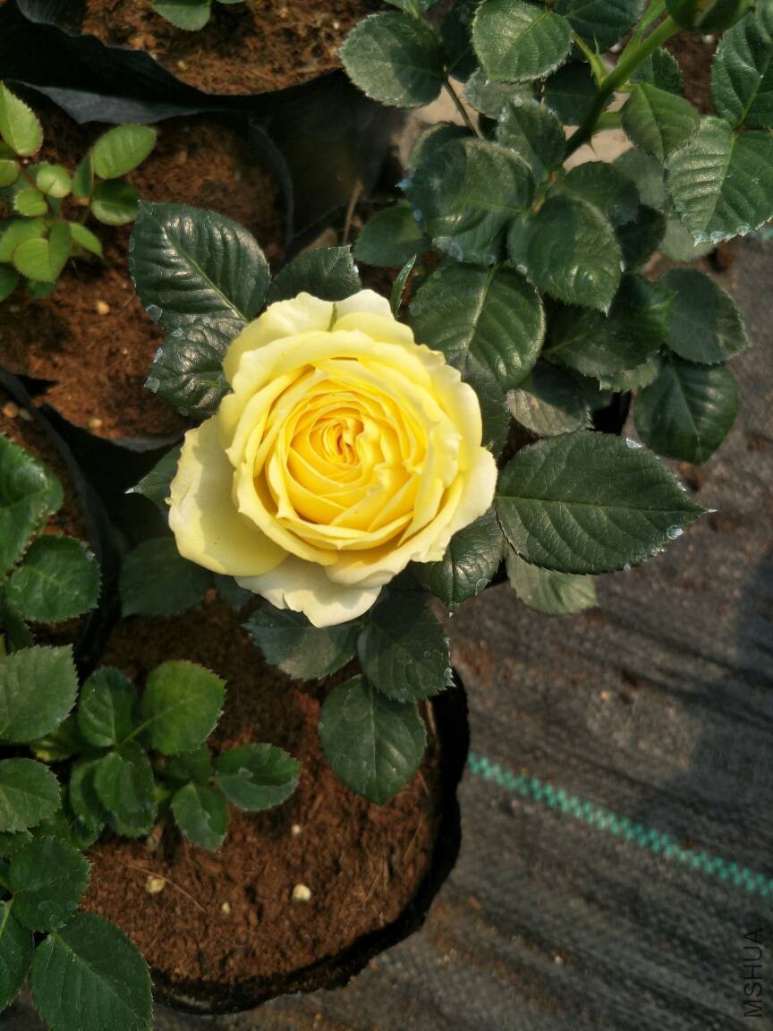 094603a60xyyxwg67g6v16.jpg