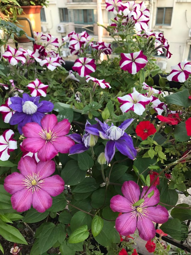 �ﰺ&��˹����Ů&��ǣţ