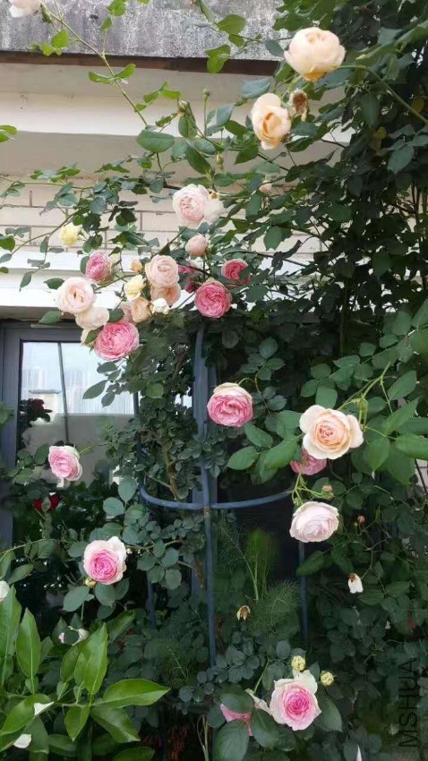 webwxgetmsgimg (1).jpg