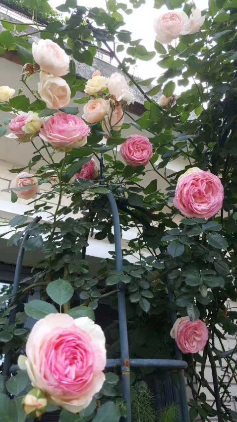 webwxgetmsgimg (2).jpg