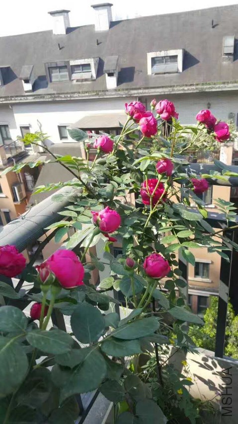 webwxgetmsgimg (3).jpg