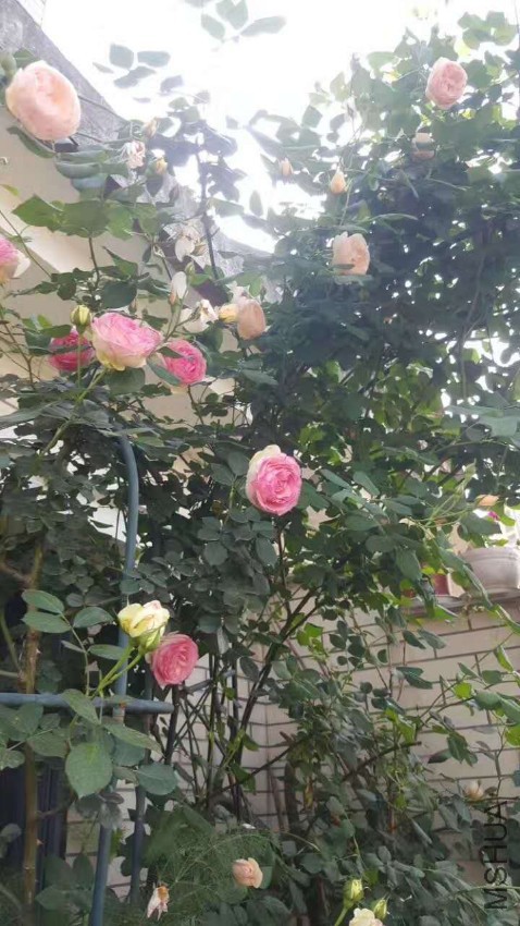 webwxgetmsgimg (5).jpg