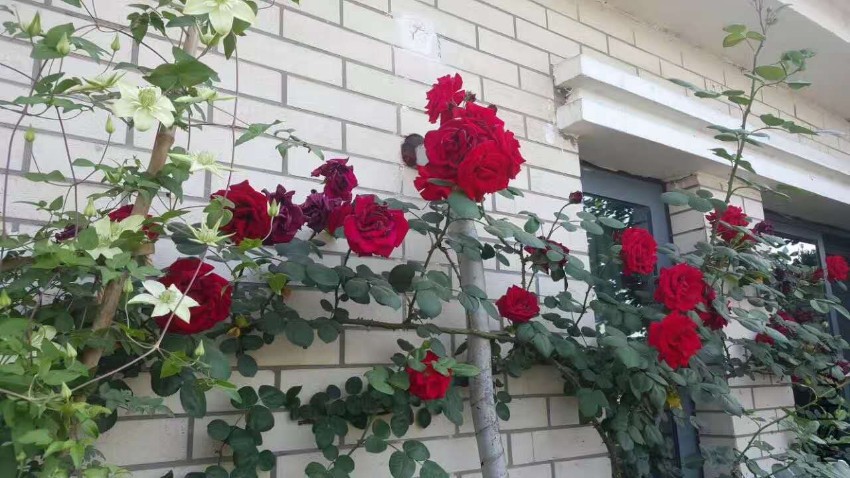 webwxgetmsgimg (6).jpg