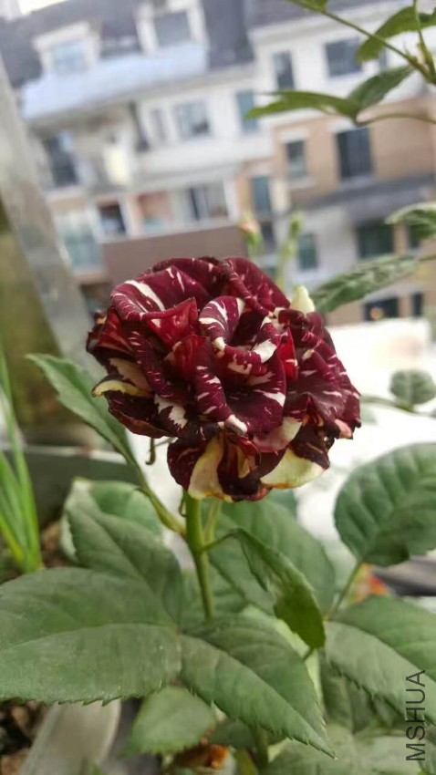 webwxgetmsgimg (8).jpg