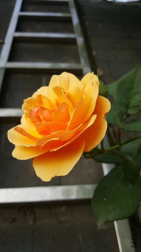 webwxgetmsgimg (9).jpg