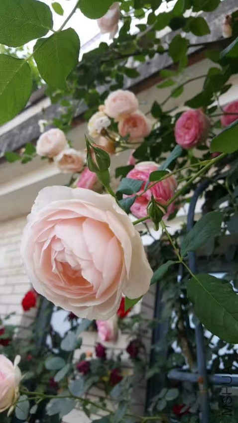 webwxgetmsgimg (11).jpg