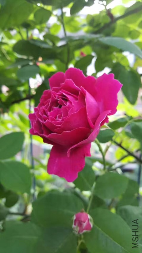 webwxgetmsgimg (12).jpg