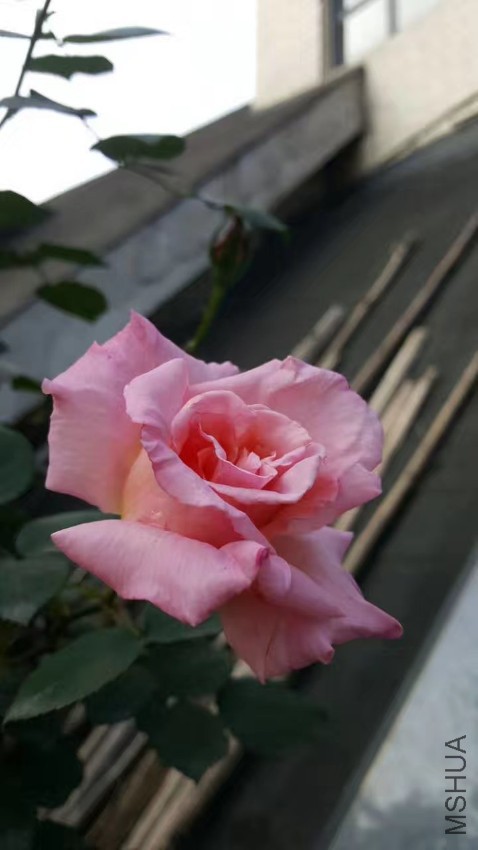 webwxgetmsgimg (14).jpg