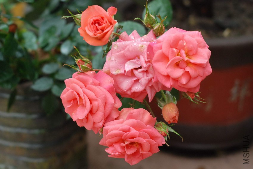 DSC_8303.jpg