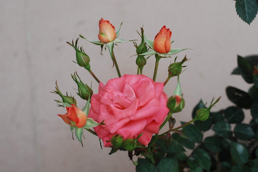 DSC_8136.jpg