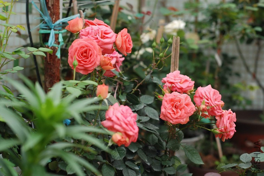 DSC_8365.jpg