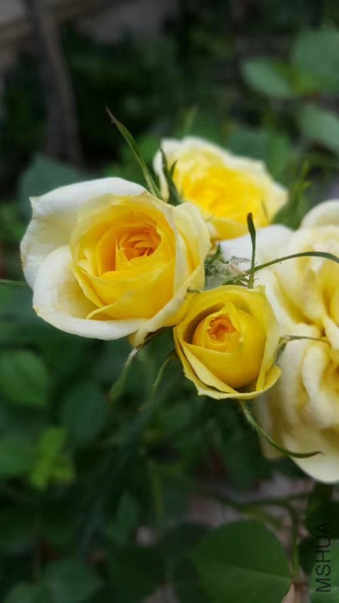 webwxgetmsgimg (13).jpg