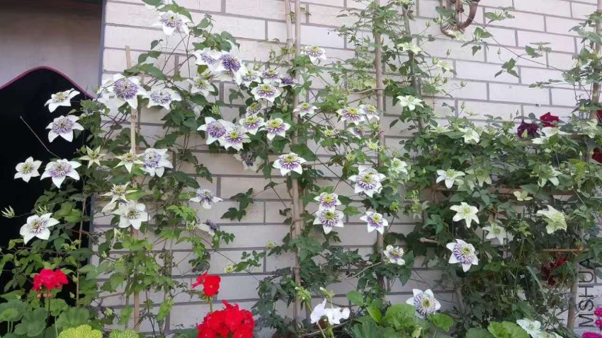 webwxgetmsgimg (2).jpg