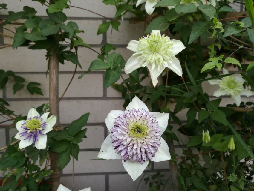 webwxgetmsgimg (8).jpg