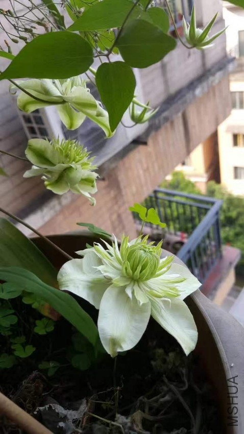 webwxgetmsgimg (9).jpg