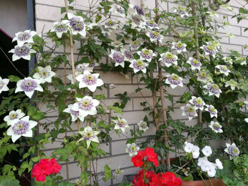 webwxgetmsgimg (7).jpg