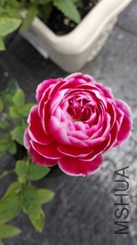 psb (2).jpg