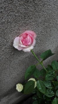 psb (13).jpg