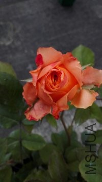 psb (24).jpg