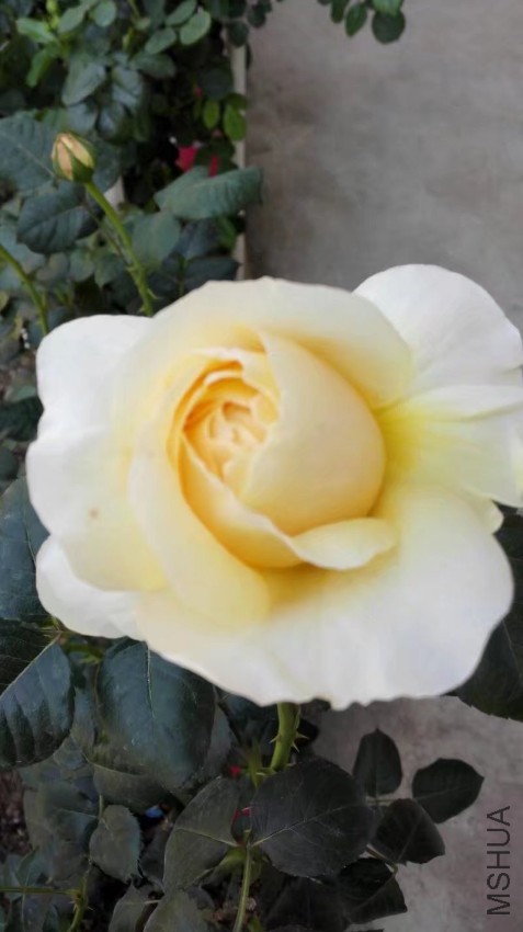 psb (11).jpg