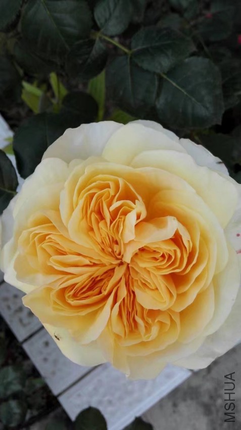 psb (15).jpg