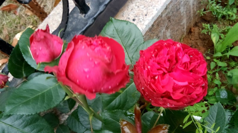 IMG_20170420_064724.jpg