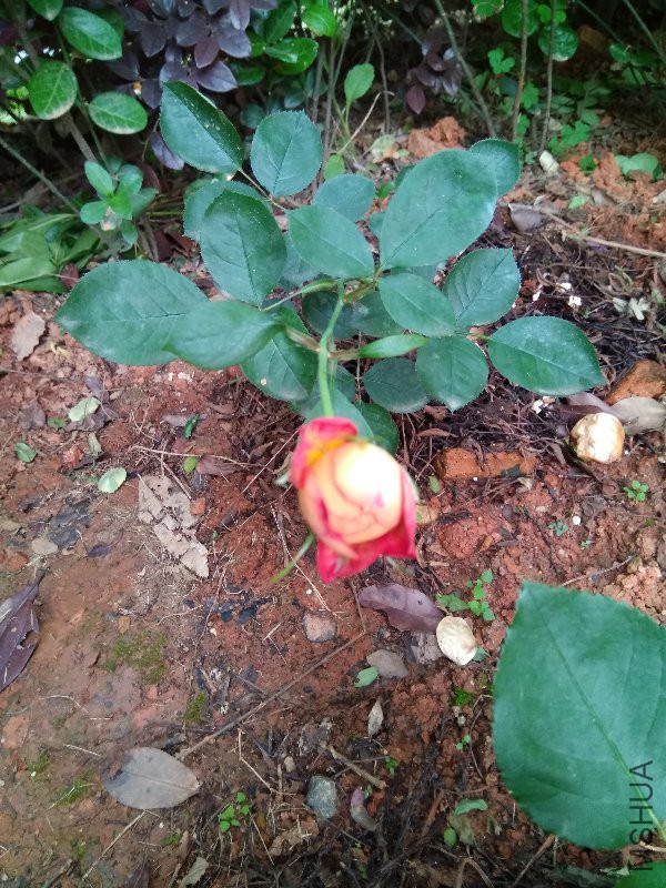 ��������