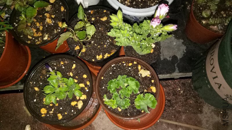 IMG20170424195946.jpg