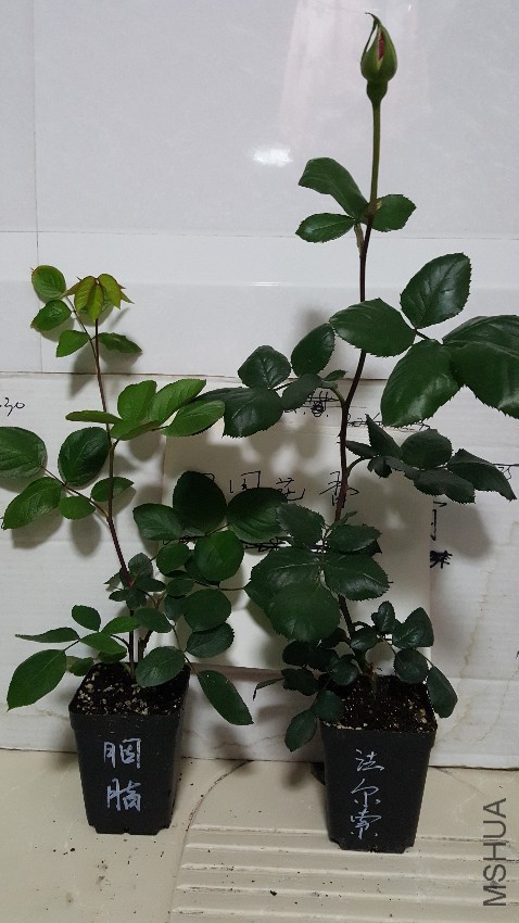 20170424_221101.jpg