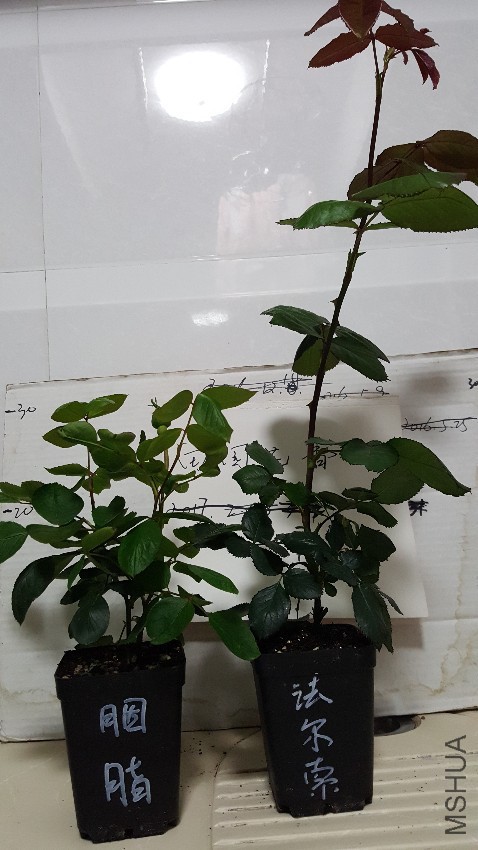 20170424_220533.jpg