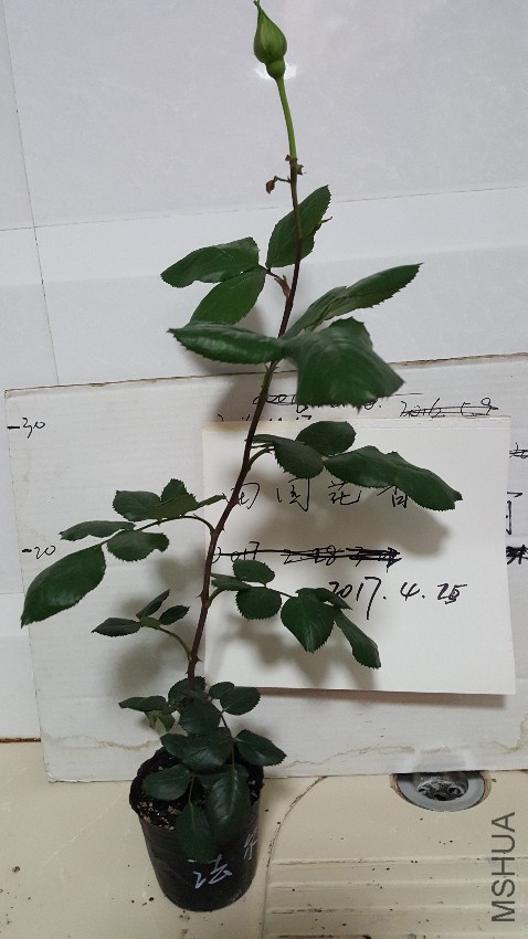20170424_221334.jpg