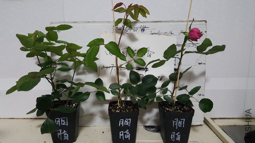 20170424_222350.jpg